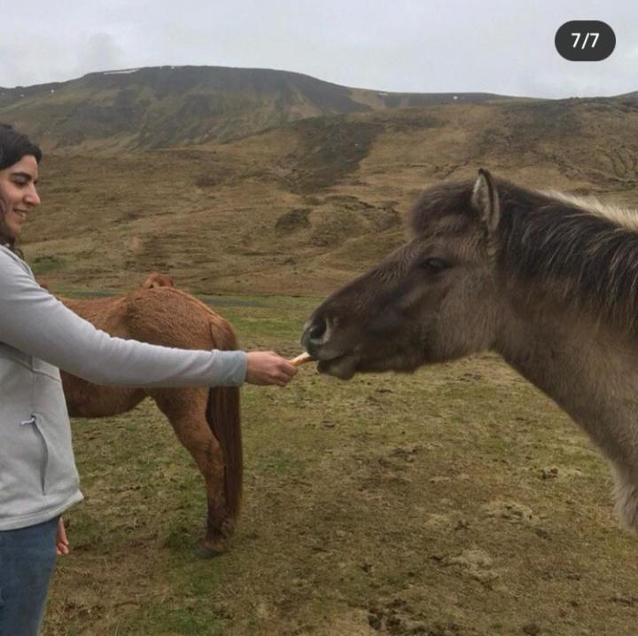 וולסוולור Valkyrie Guesthouse - 1Km From Seljalandsfoss מראה חיצוני תמונה